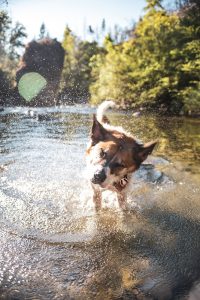 Swimming With Your Pet