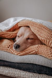 Canine Influenza