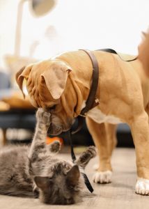 Brushing Your Pet’s Teeth