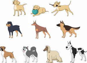 A Guide To Different Dog Breeds