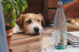 How to Keep Your Pet Safe During Summer Parties