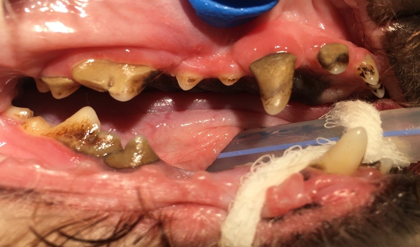 Dental Health and Your Pet