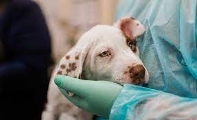 Canine Influenza Strikes Again!
