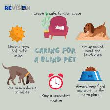 How to Help Your Blind Pet