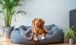 Indoor Pets