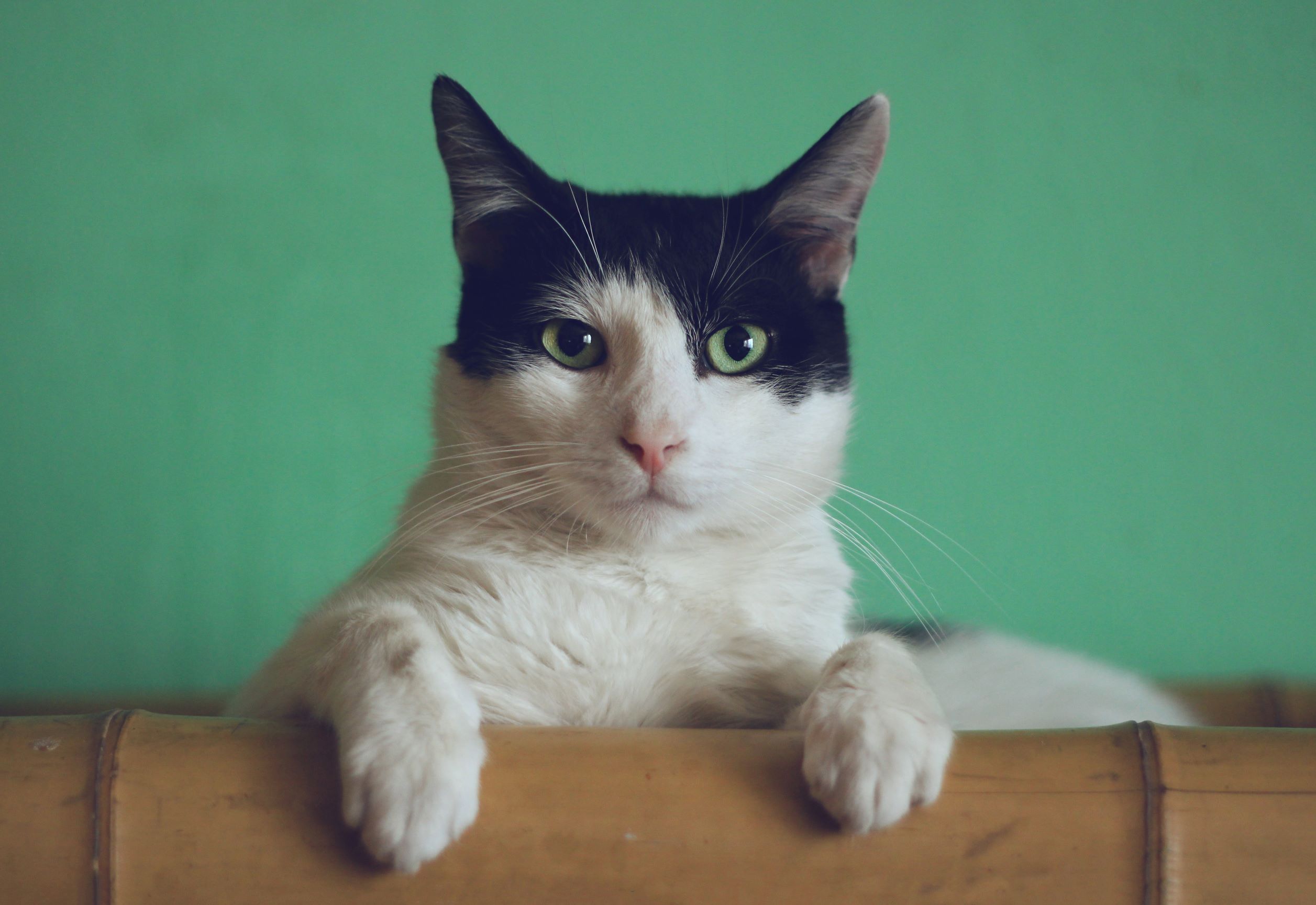Does your cat need heartworm prevention?