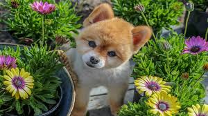 Gardening and Pet Poisons