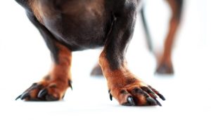 Why are nail trims so important?