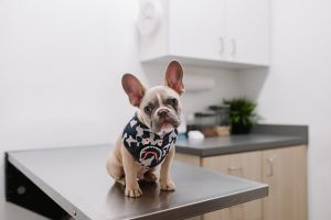 Why is a Routine Vet Visit So Important?