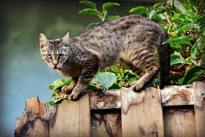 How Heartworm Disease Hurts Cats