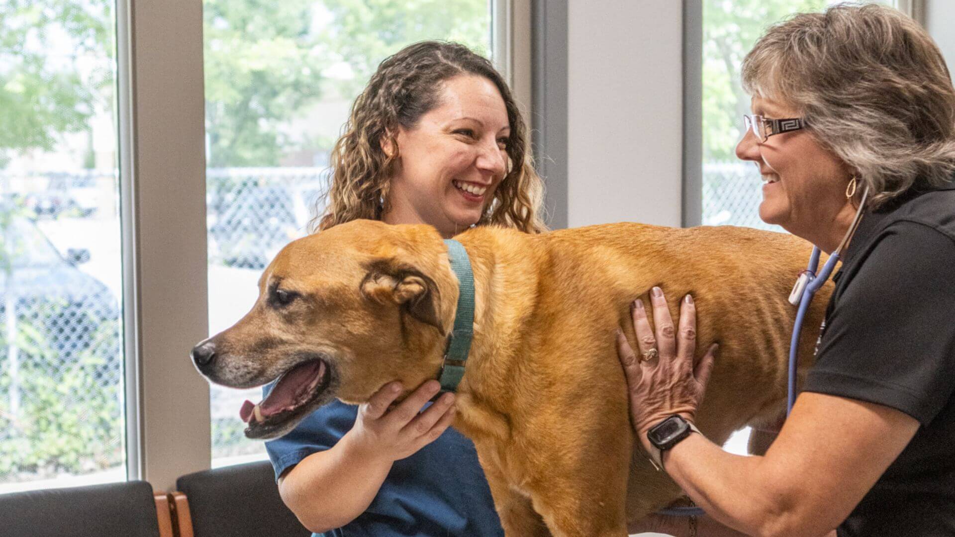 Now Offering TPLO Surgeries!