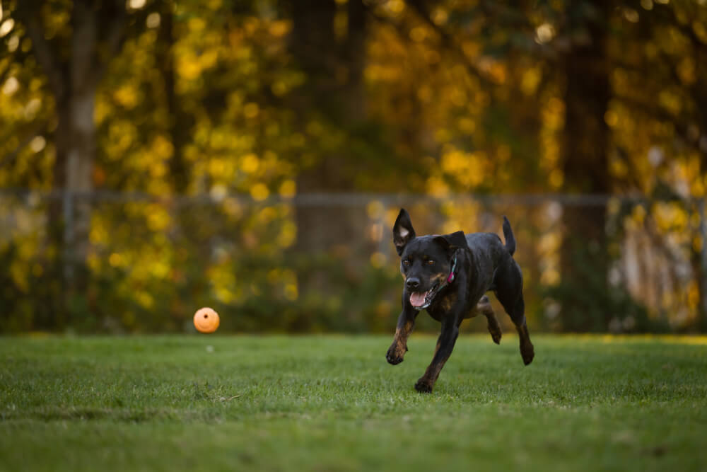 pet hospital In West Lafayette, IN