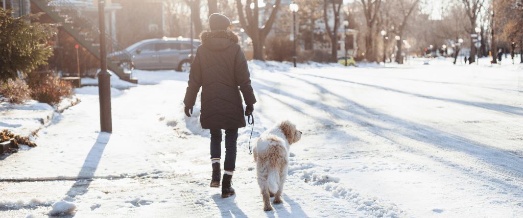 Our Guide to Winter Wonderland Walks with Your Dog 