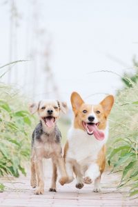 keeping pet cool during summer