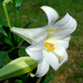lillies
