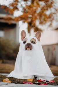 halloween dog