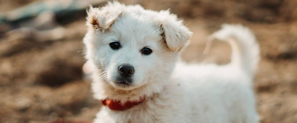 Parvovirus in Puppies: Knowing the Basics