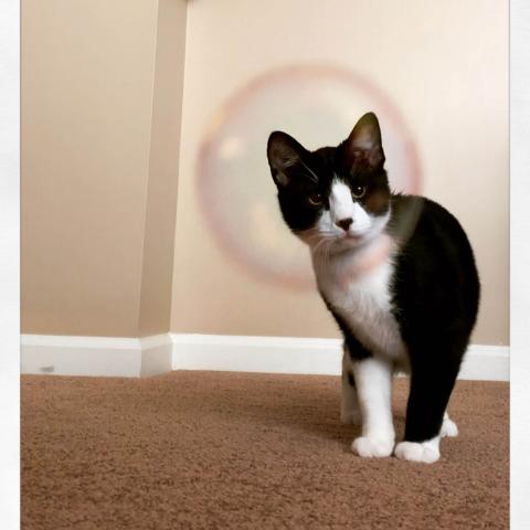 Zander Cat Bubble
