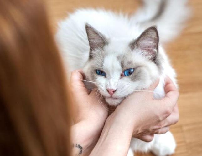 10 Cat Breeds That Make Perfect Pets