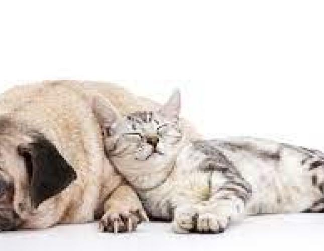 Arthritis in Dogs and Cats