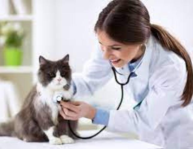 Bringing Your Cat to the Vet