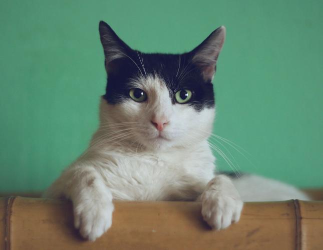 Does your cat need heartworm prevention?