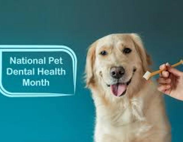 Pet Dental Health Month