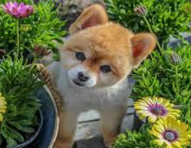 Gardening and Pet Poisons