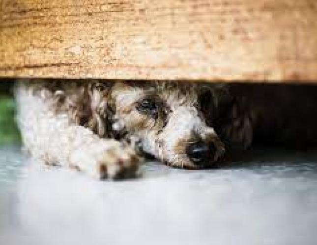 Thunderstorm Sensitivity in Dogs