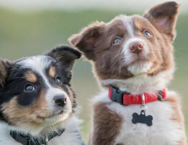 The Ultimate Guide to Puppy and Dog Vaccine Schedules: What Shots Do Dogs & Puppies Need?