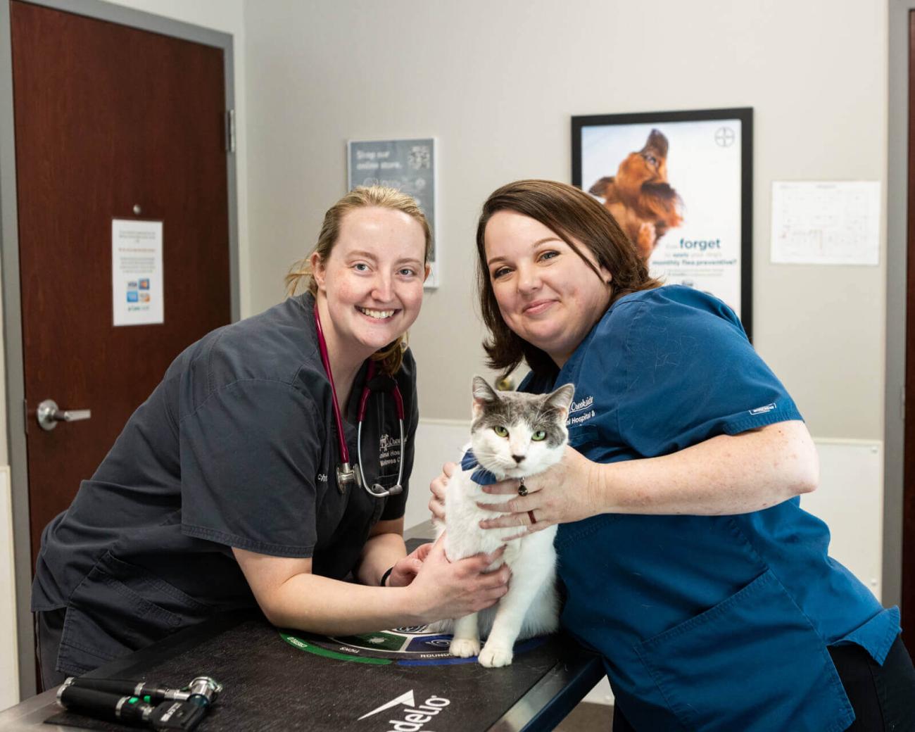 cat visiting West Lafayette Animal Hospital