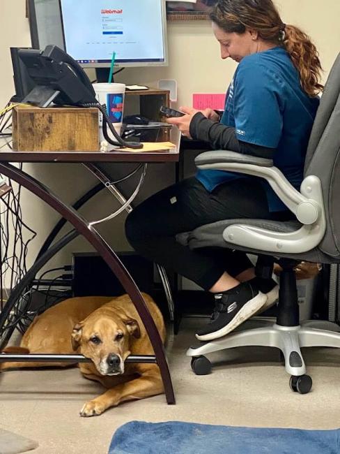 cooper the honorary clinic dog