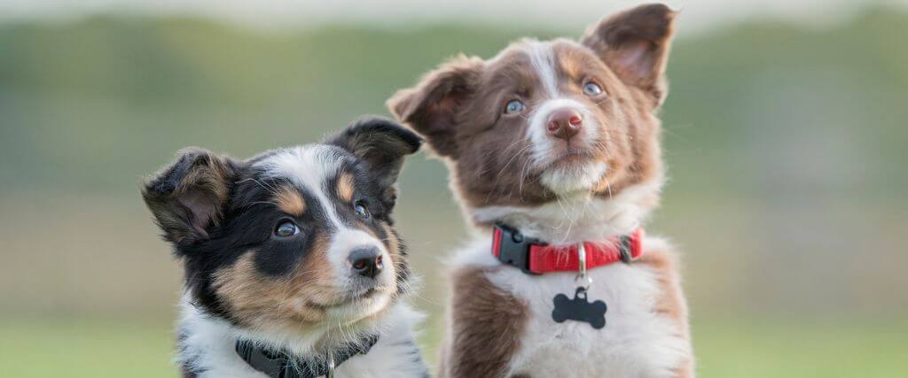 Two dogs sitting outside, both on puppy vaccine schedules