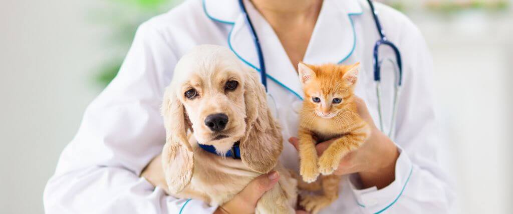 Why An Annual Pet Blood Test Can Be a Lifesaver 