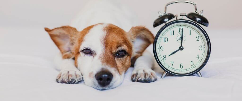 A dog laying next to clock, symbolizing a daily routine for dogs. 